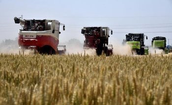 Argentina va por sus primeros envíos de trigo a China en décadas