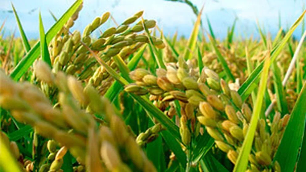 La producción del arroz en la provincia tuvo record pero su precio de venta viene en caída libre
