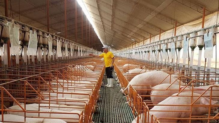Pese al aumento de la producción, la carne de cerdo argentina enfrenta riesgos por sobreoferta e importaciones